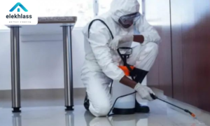 رش مبيدات حشرية ببيشة