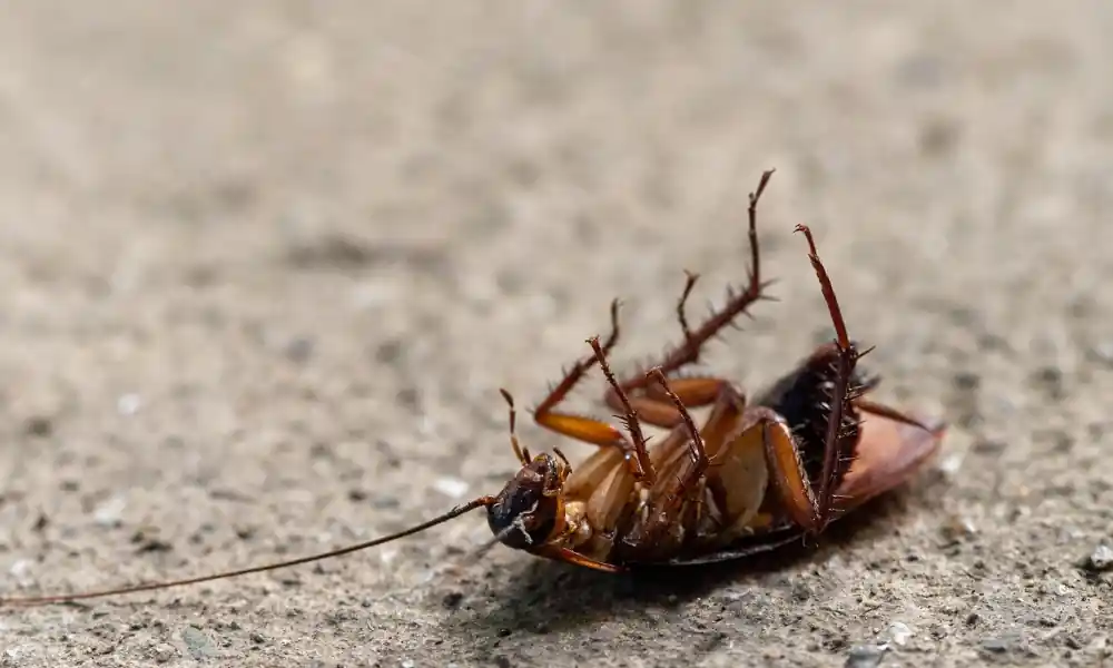 مكافحة الصراصير بالرس