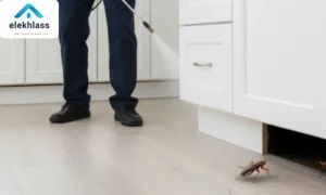 رش مبيدات حشرية ببيشة