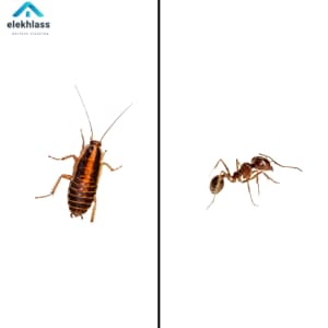 مكافحة النمل والصراصير