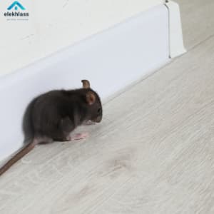 مكافحة الفئران