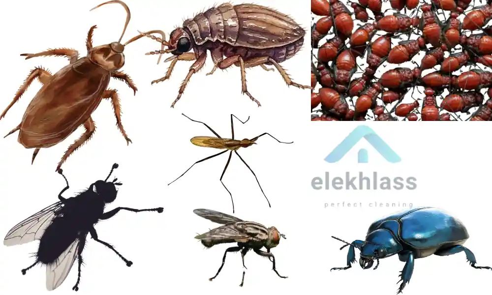 افضل شركة مكافحة حشرات بالدمام